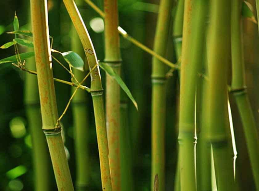 Bamboo fiber