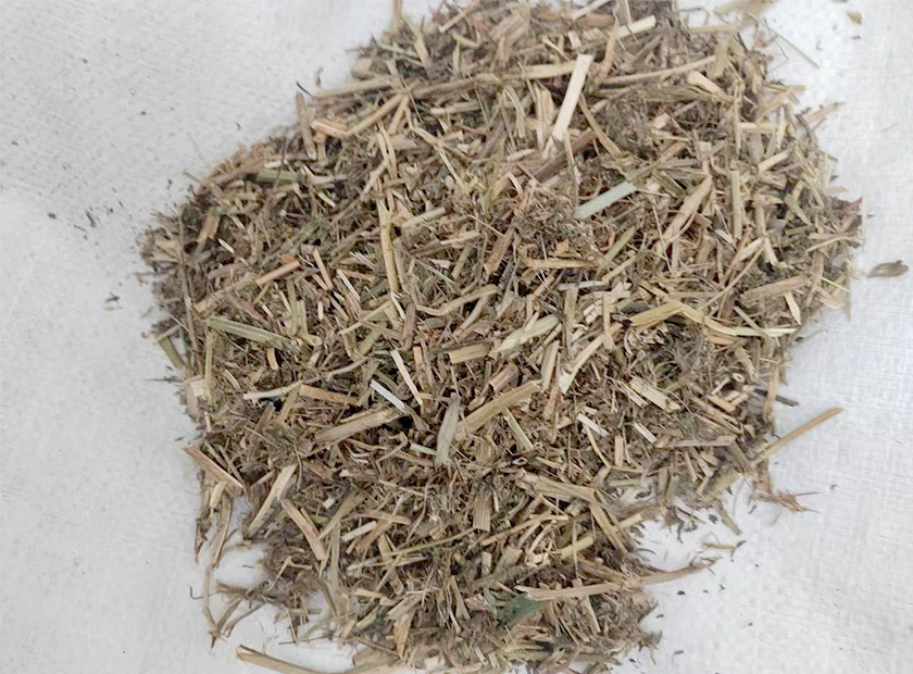 Alfalfa